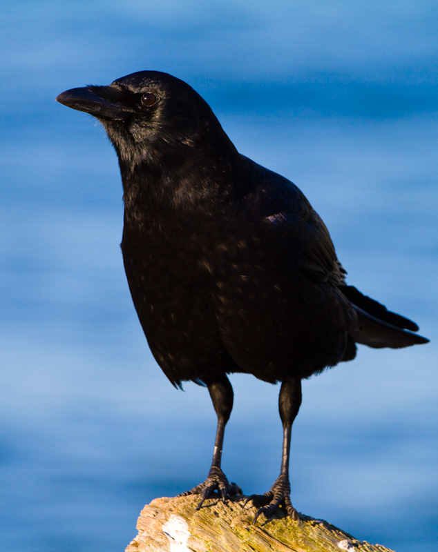 American Crow